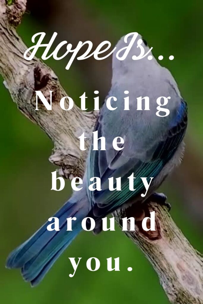Hope is noticing the beauty around you - Pinterest pin of a bird with text