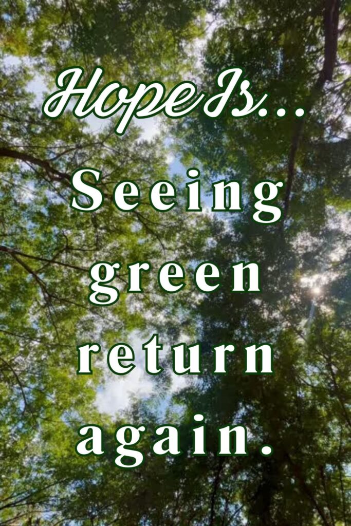 Hope is seeing green return again - Pinterest pin with trees and text